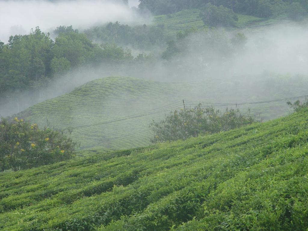Sabah Tea Garden-Longhouses Ranau Dış mekan fotoğraf
